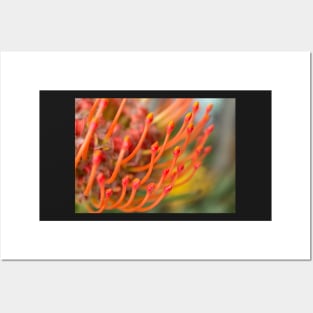 Pincushion Orange Flower Posters and Art